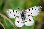 Исчезающие бабочки, занесенные в Красную книгу Украины image:1